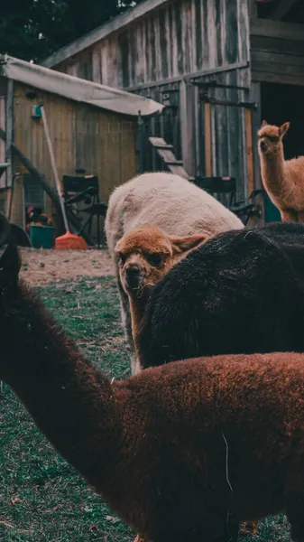 Fokus Selektif Vertikal Dari Llama Pertanian — Stok Foto