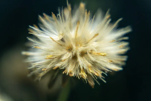 Uma Foto Macro Cardo Estrela Dourada — Fotografia de Stock