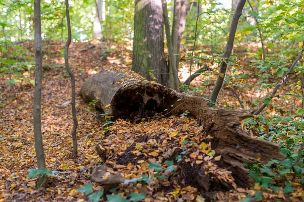 Ein Toter Morscher Baumstamm Inmitten Eines Waldes Der Mit Kleinen — Stockfoto