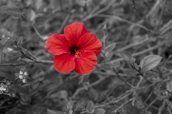 Detailní Záběr Červené Květiny Černobílém Pozadí — Stock fotografie