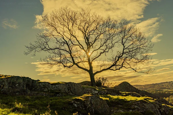 Μια Όμορφη Θέα Ενός Ορεινού Τοπίου Γυμνό Δέντρο Ηλιοβασίλεμα — Φωτογραφία Αρχείου