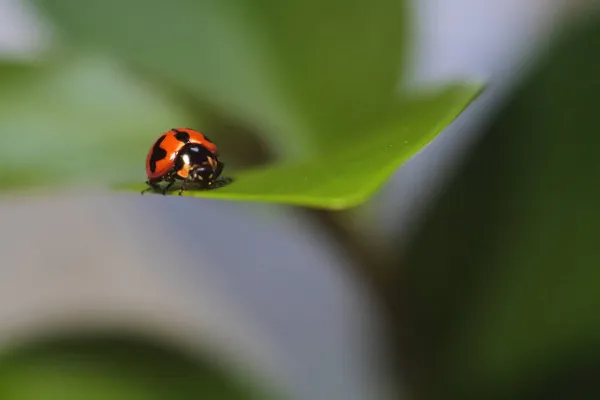 一只瓢虫栖息在绿叶上的宏观照片 — 图库照片
