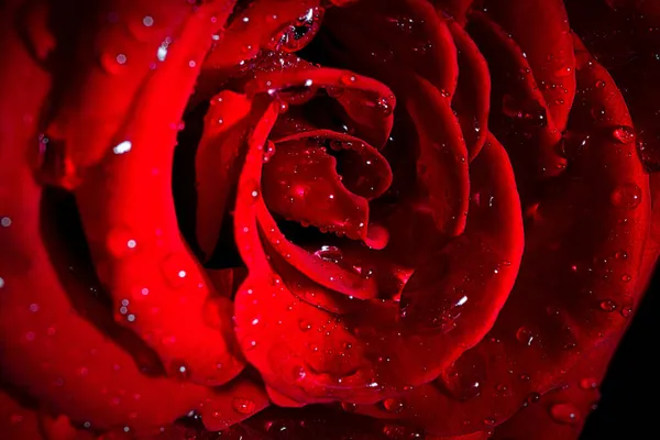 一朵美丽的红玫瑰花的宏观照片 花瓣上有水滴 花瓣被黑色的背景隔开 — 图库照片