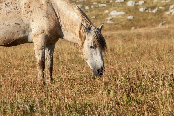 Cavalos Nas Montanhas Dia Ensolarado — Fotografia de Stock