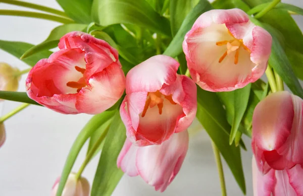Eine Nahaufnahme Von Schönen Tulpen — Stockfoto