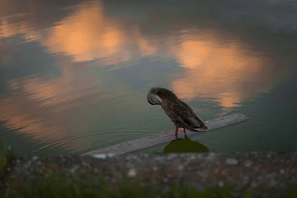 Eine Entzückende Ente Die Sich Wasser Kratzt Mit Einem Reflex — Stockfoto