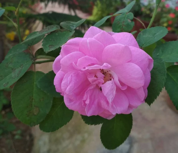 Primer Plano Una Rosa Roja Creciendo Jardín —  Fotos de Stock