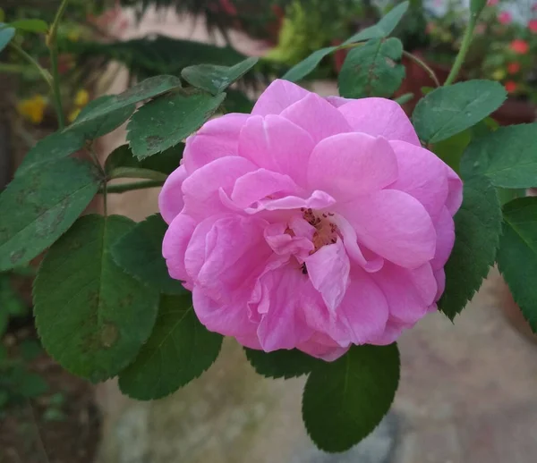 Een Voorgrond Shot Van Een Rode Roos Groeiend Tuin — Stockfoto