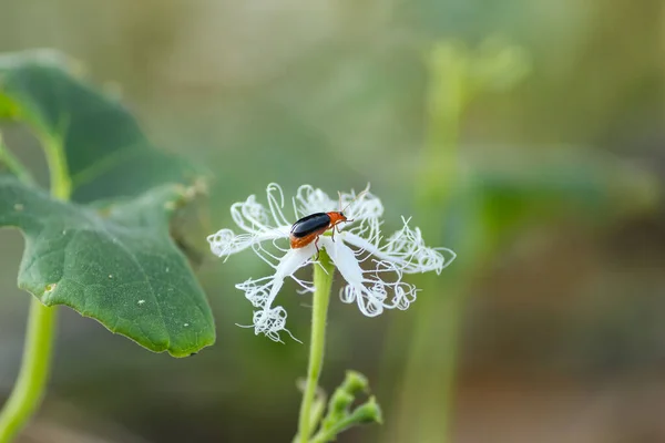 Inseto Empoleirado Uma Flor Trichosanthes — Fotografia de Stock