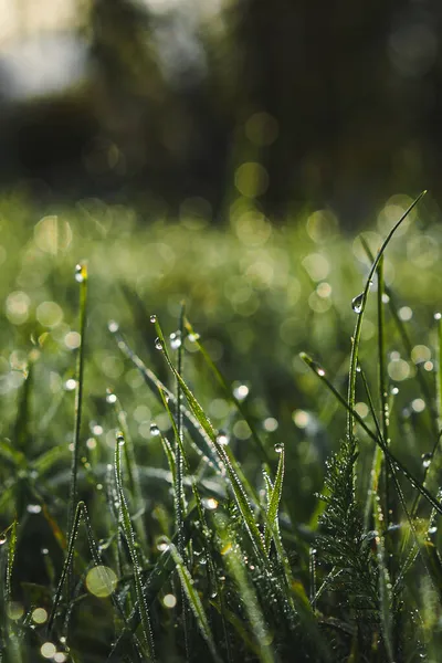 Selective Dew Grass Morning — Stock Photo, Image