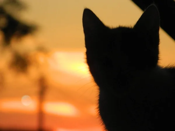 Een Prachtig Silhouet Van Een Kat Bij Zonsondergang — Stockfoto