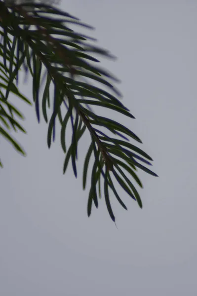 Ένα Κοντινό Πλάνο Ενός Κλαδιού Πεύκου Μια Χειμωνιάτικη Μέρα — Φωτογραφία Αρχείου