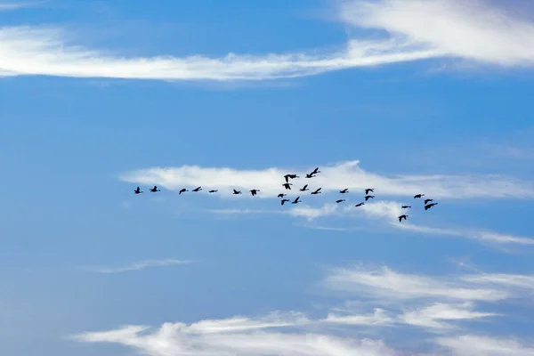 Krásný Pohled Ptáky Letící Modré Obloze Malými Mraky — Stock fotografie