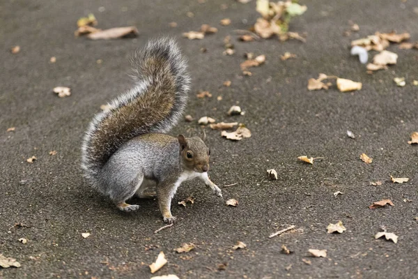 Cute Squirrel Park — Stock Photo, Image