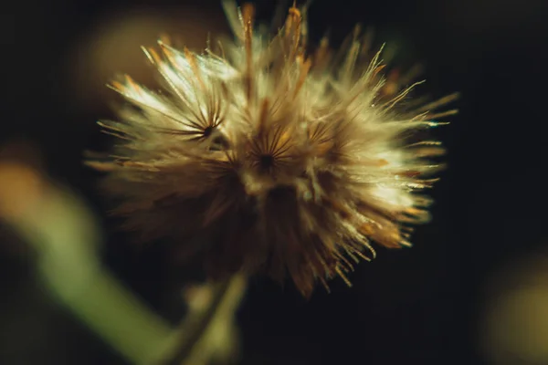 Una Macro Toma Cardo Estrella Dorada — Foto de Stock