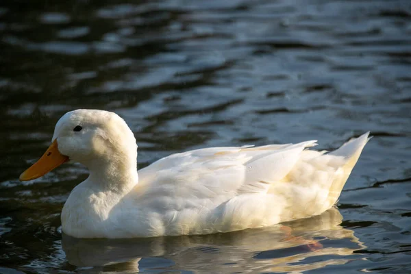 Een Witte Eend Zwemmen Het Meer Het Park — Stockfoto