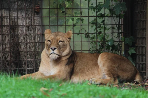 Gros Plan Une Femelle Lion Assise Sur Herbe Regardant Quelque — Photo