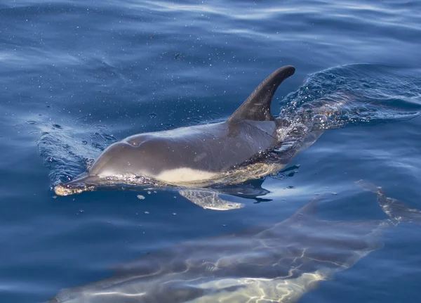 Delfin Som Simmar Vattnet Kantabriska Havet Norra Spanien — Stockfoto