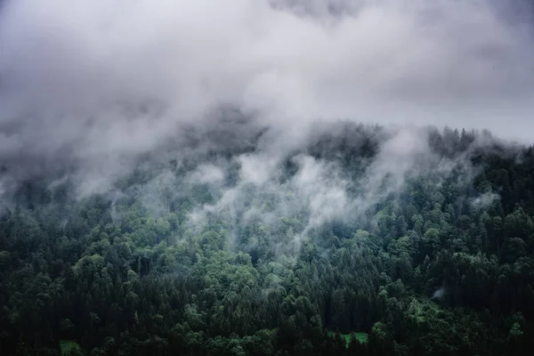 Een Schilderachtig Uitzicht Een Boslandschap Omhuld Door Mist — Stockfoto