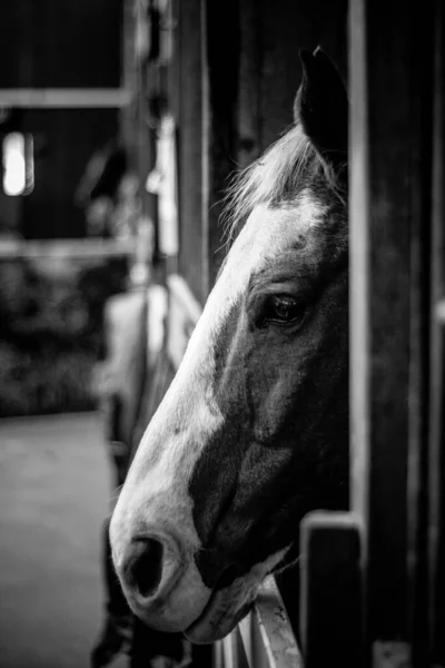 グレースケールで安定した愛らしい馬の垂直クローズアップショット — ストック写真