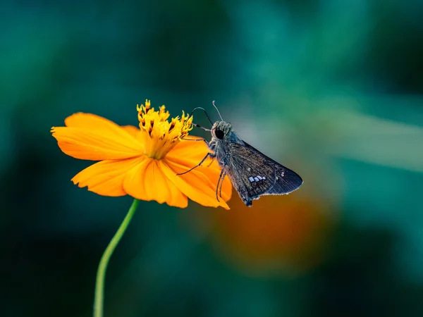 Closeup Parnara Guttata Yellow Garden Cosmos Flower Sunlight — Stock Photo, Image