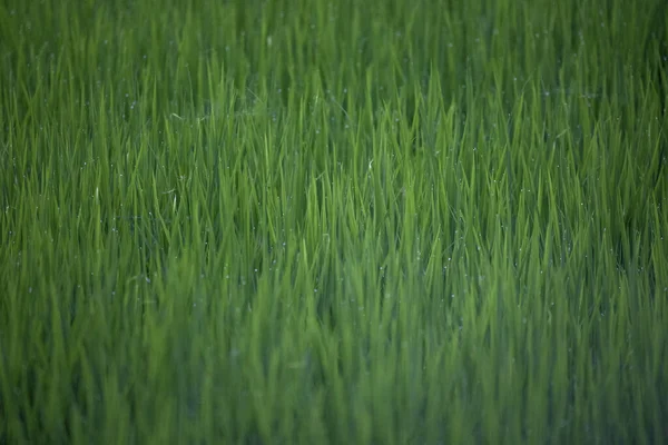 Primer Plano Hierba Verde —  Fotos de Stock