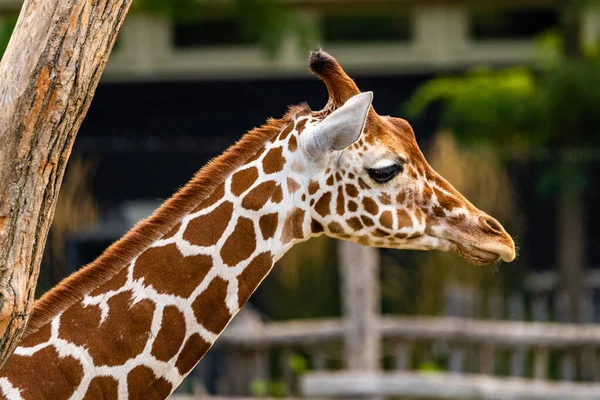 Gros Plan Une Girafe Dans Zoo Sur Fond Flou — Photo