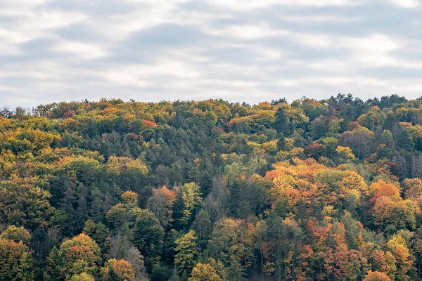 Een Schilderachtig Uitzicht Een Bos Met Weelderige Natuur Tijdens Herfst — Stockfoto