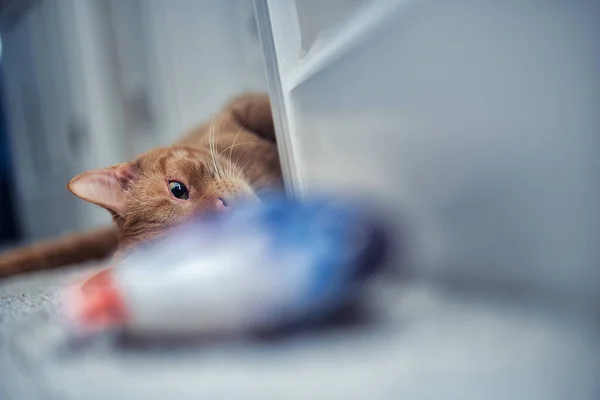 바닥에 귀여운 오렌지색 고양이의 — 스톡 사진
