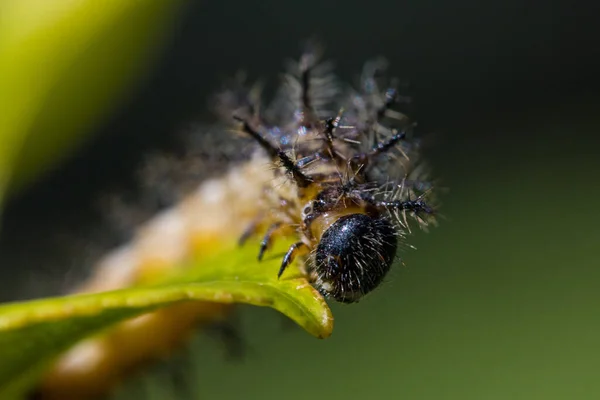 Caterpillar Szelektív Fókusza Levélre — Stock Fotó