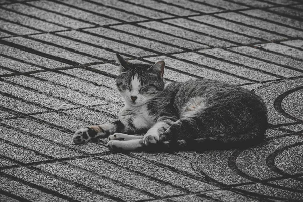 Eine Streunende Entzückende Pelzige Katze Liegt Auf Dem Gepflasterten Boden — Stockfoto
