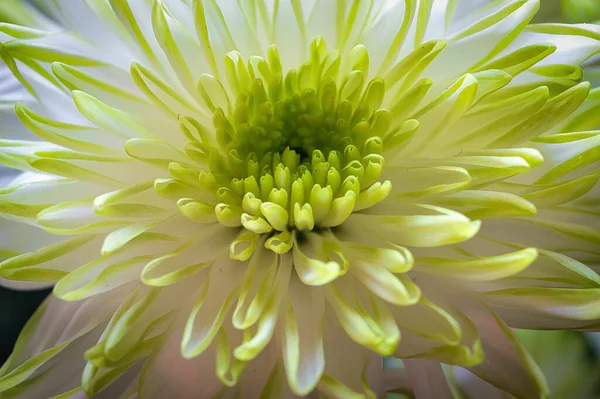 Güneşli Bir Günde Bahçede Güzel Kokulu Bir Kasımpatı Çiçeğinin Makro — Stok fotoğraf