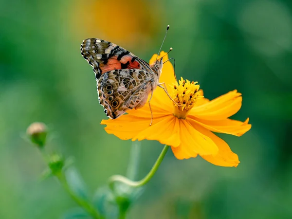 フィールド内の黄色の庭のコスモスの花にヴァネッサCardui蝶の閉鎖 — ストック写真