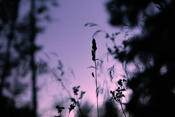 Egy Közeli Felvétel Egy Növényről Homályos Naplemente Háttérrel — Stock Fotó