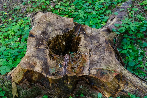 Närbild Skott Ett Träd Stam Med Ett Litet Hål Bland — Stockfoto