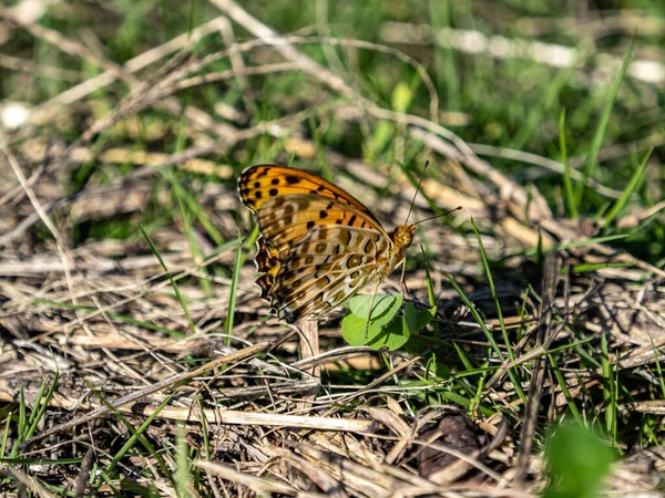 Közelkép Egy Indiai Fritillárisról Földön Napfény Alatt — Stock Fotó