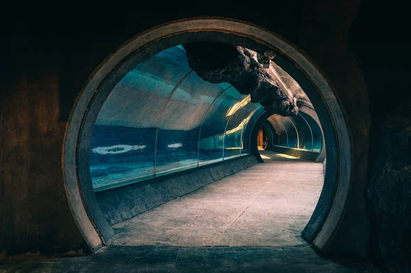 Ein Malerischer Blick Auf Ein Unterirdisches Aquarium — Stockfoto