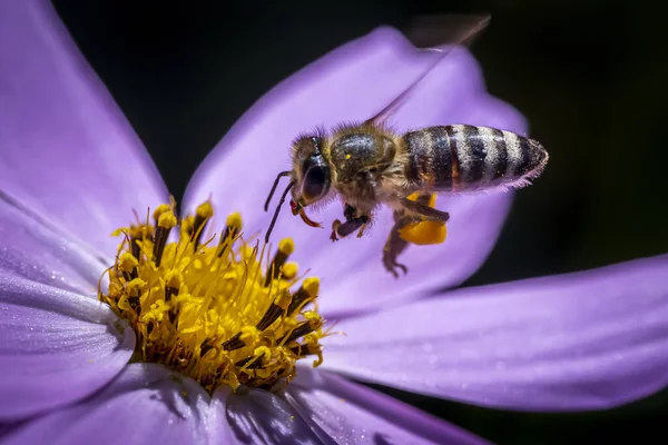 Egy Közeli Kép Egy Méhről Ami Virághoz Repül Hogy Nektárt — Stock Fotó