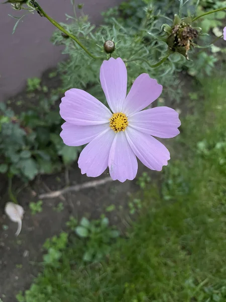 Uma Vista Superior Uma Bela Flor Cosmos — Fotografia de Stock