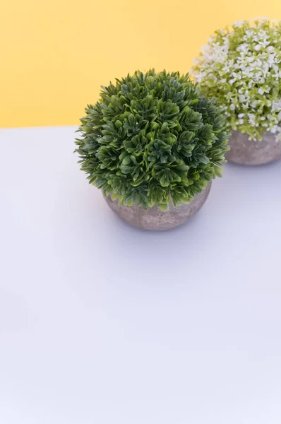 Blommande Växter Terrakotta Vas Med Vita Blommor Vit Gul Bakgrund — Stockfoto