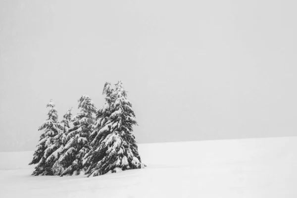 Champ Avec Des Arbres Par Temps Froid Enneigé — Photo