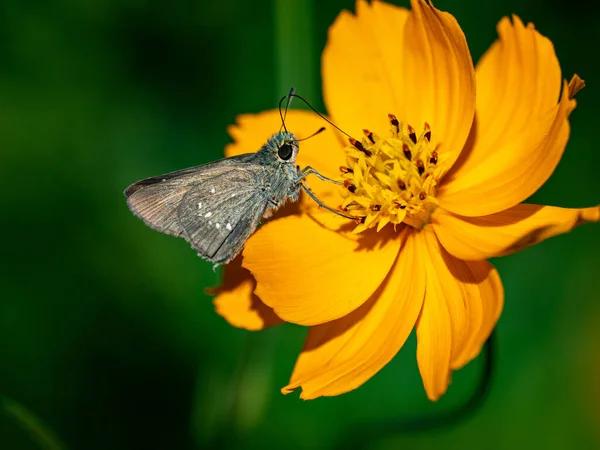 Gros Plan Papillon Parnara Guttata Sur Une Fleur Cosmos Jardin — Photo