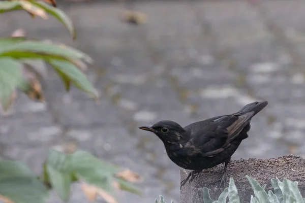 Ein Seichter Fokus Einer Draußen Hockenden Amsel — Stockfoto