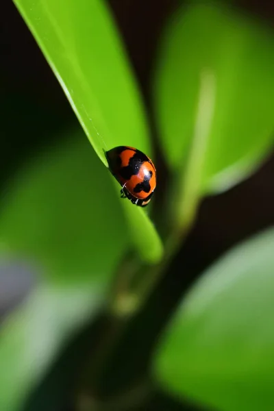 Een Macro Shot Van Een Schattig Lieveheersbeestje Wazig Natuurlijke Achtergrond — Stockfoto