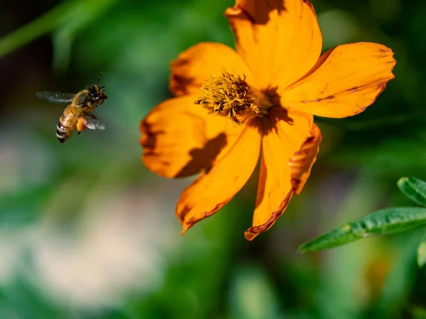 陽射しの下で畑の黄色い庭のコスモスの花に向かって飛ぶミツバチのクローズアップ — ストック写真