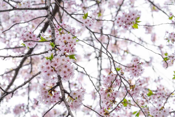 Ένα Κοντινό Πλάνο Όμορφα Άνθη Κερασιάς Στη Νότια Κορέα — Φωτογραφία Αρχείου