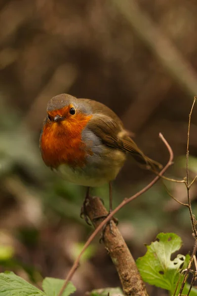 Tiro Vertical Pássaro Robin Europeu Empoleirado Ramo — Fotografia de Stock