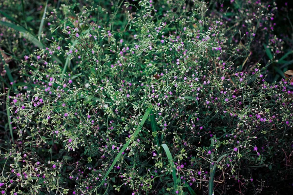 Hermosas Flores Silvestres Verdes Púrpuras Crecidas Sobre Entre Rocas —  Fotos de Stock