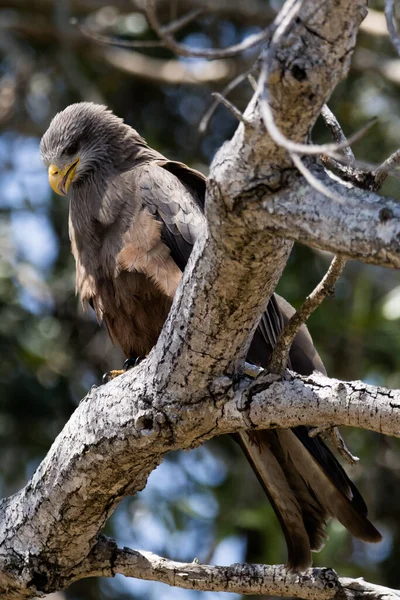 鹰在模糊的背景上栖息在树枝上的一种垂直而有选择的焦点 — 图库照片