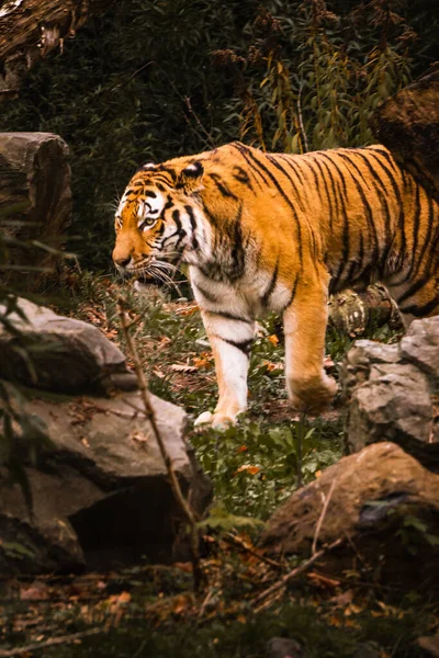 Disparo Vertical Hermoso Tigre Parque Rocoso — Foto de Stock